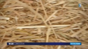 Constructions isolées en paille : les pros interrogent Bois PE