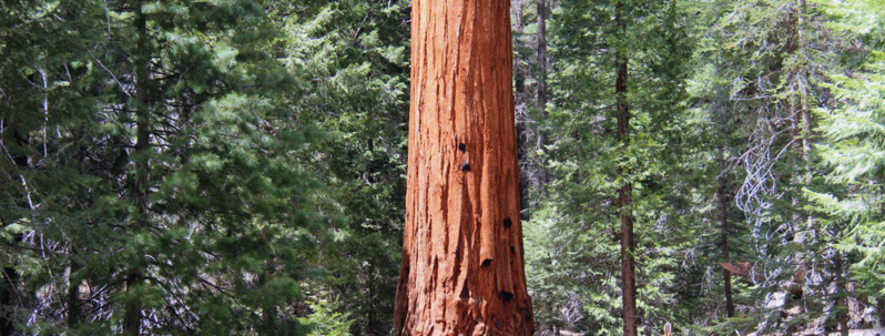 Valorisation des GROS BOIS "Remue-méninges" à BOIS PE Valorisation des GROS BOIS "Remue-méninges" à BOIS PE