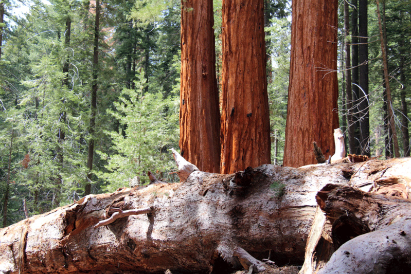 Valorisation des GROS BOIS "Remue-méninges" à BOIS PE Valorisation des GROS BOIS "Remue-méninges" à BOIS PE