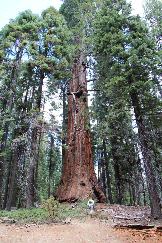 Valorisation des GROS BOIS "Remue-méninges" à BOIS PE Valorisation des GROS BOIS "Remue-méninges" à BOIS PE