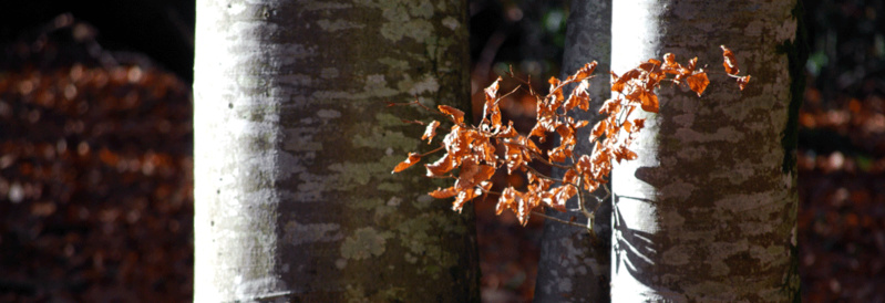 COMPORTEMENT THERMO-HYGRO-MECANIQUE DES FEUILLUS COMPORTEMENT THERMO-HYGRO-MECANIQUE DES FEUILLUS