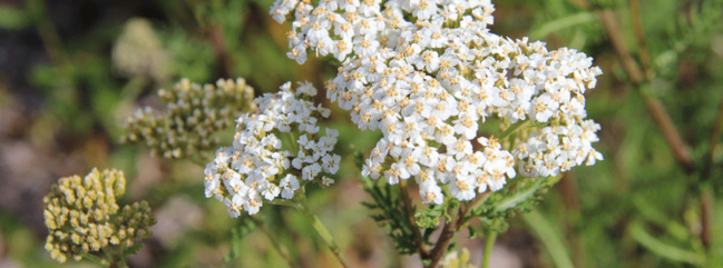BOIS PE A 10 ANS! BOIS PE A 10 ANS!