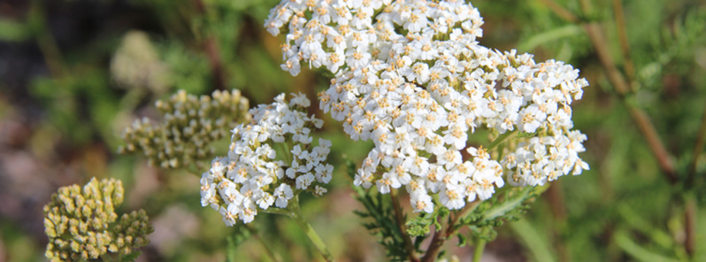 Herbe au charpentier Herbe au charpentier