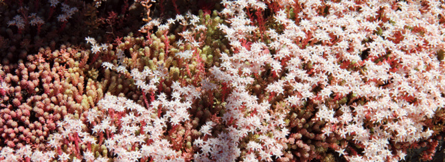 SEDUM : Petite plante grasse de rocaille. Elle stocke de l'eau dans ses feuilles et donne des fleurs en étoile à 5 branches.