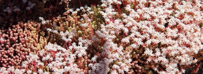 SEDUM : Petite plante grasse de rocaille. Elle stocke de l'eau dans ses feuilles et donne des fleurs en étoile à 5 branches. SEDUM : Petite plante grasse de rocaille. Elle stocke de l'eau dans ses feuilles et donne des fleurs en étoile à 5 branches.