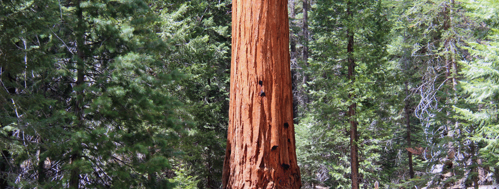 Valorisation des GROS BOIS "Remue-méninges" à BOIS PE Valorisation des GROS BOIS "Remue-méninges" à BOIS PE