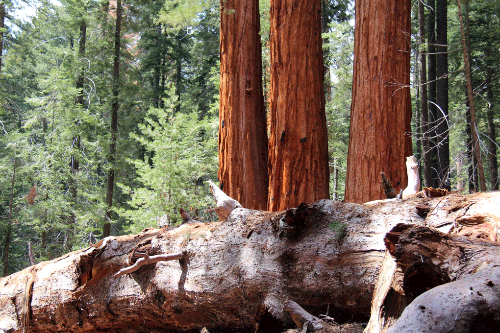 Valorisation des GROS BOIS "Remue-méninges" à BOIS PE Valorisation des GROS BOIS "Remue-méninges" à BOIS PE