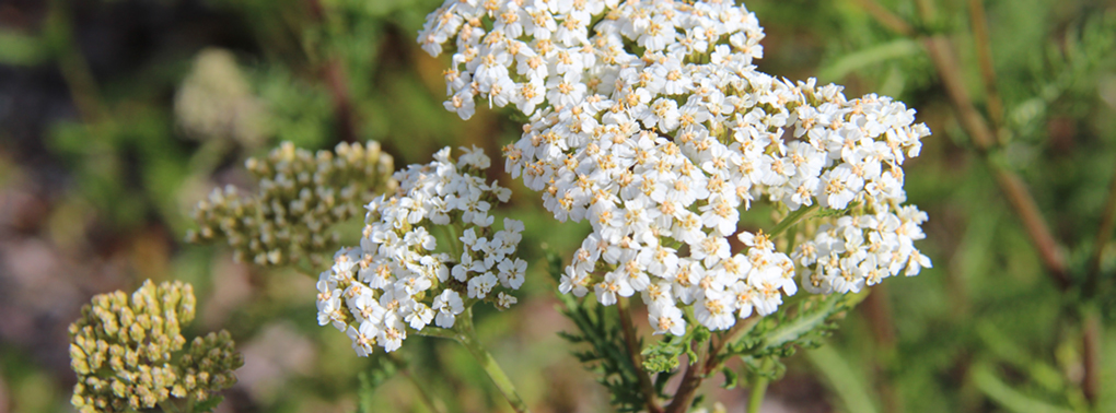 Herbe au charpentier Herbe au charpentier