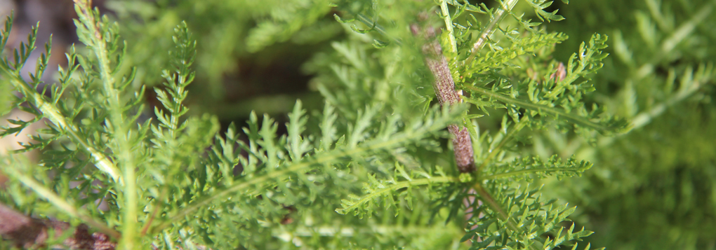 Ce sont les feuilles fraîches qui cicatrisent les blessures Ce sont les feuilles fraîches qui cicatrisent les blessures