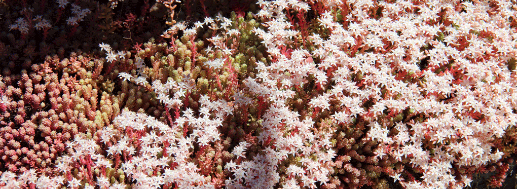 SEDUM : Petite plante grasse de rocaille. Elle stocke de l'eau dans ses feuilles et donne des fleurs en étoile à 5 branches.