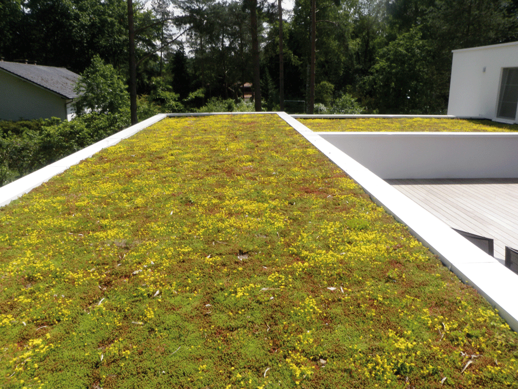 LES TOITS FLEURIS DE L'ÉTÉ