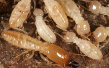 ELOIGNER LES TERMITES DES CONSTRUCTIONS BOIS