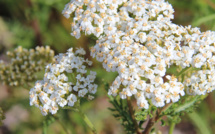 L'HERBE AU CHARPENTIER EST EN FLEUR